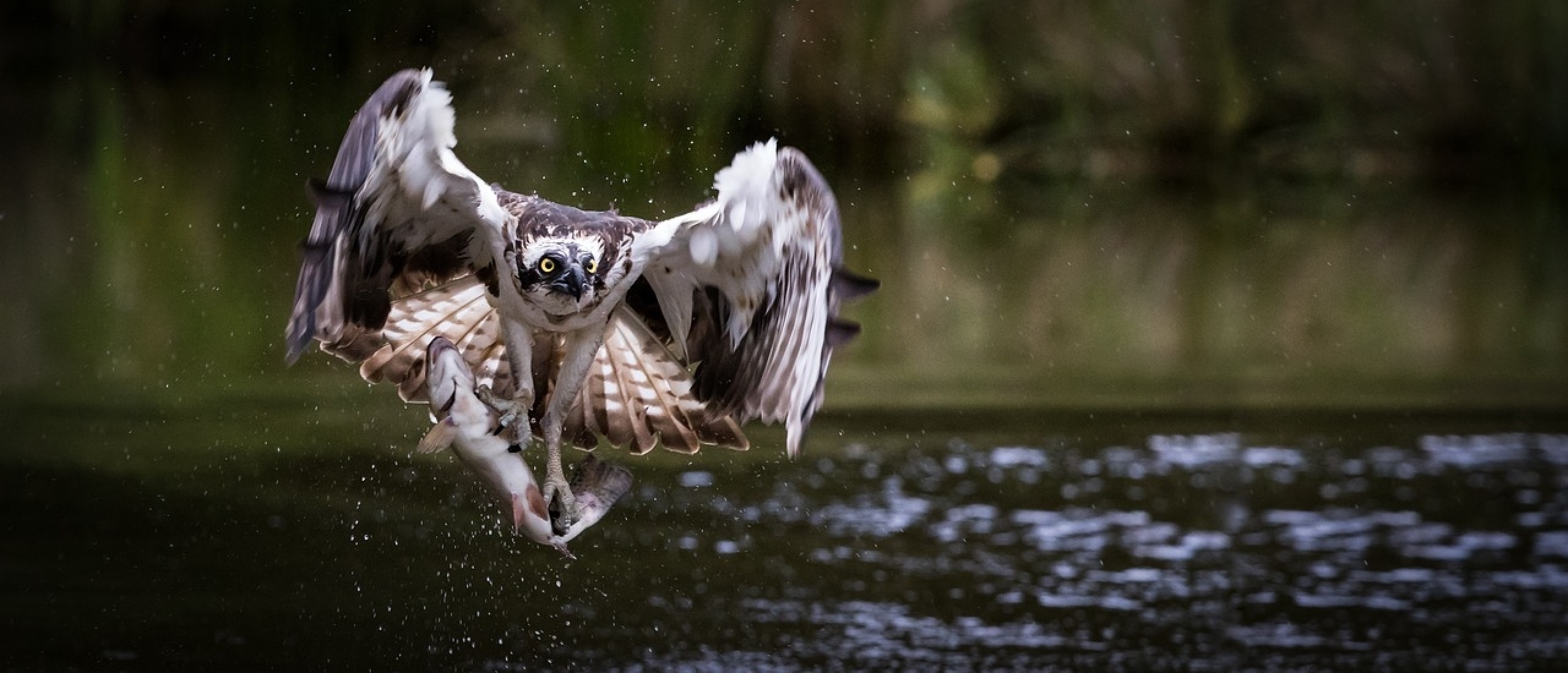 Visarend vogels kijken Biesbosch Visarend vogels kijken Biesbosch
