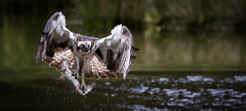 Visarend vogels kijken Biesbosch