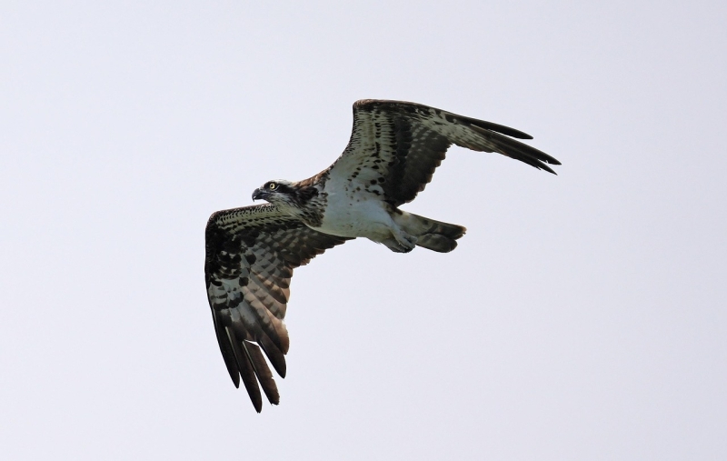 Visarend vogels kijken Biesbosch vogels spotten
