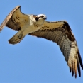 Visarend vogels kijken Biesbosch vogels spotten