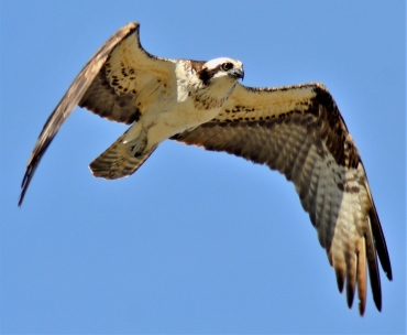 Visarend vogels kijken Biesbosch vogels spotten