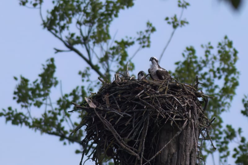 visarend-biesbosch-op-nest-vogels-spotten-teamuitje