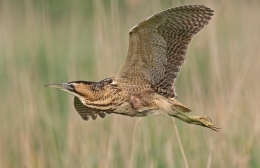 Vliegende Roerdomp vogels kijken vogelspotten