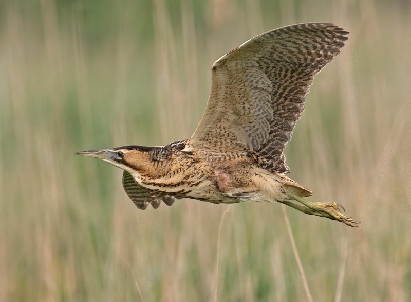 Vliegende Roerdomp vogels kijken vogelspotten