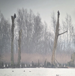 Vogels kijken tijdens een excursie in de Brabantse Biesbosch