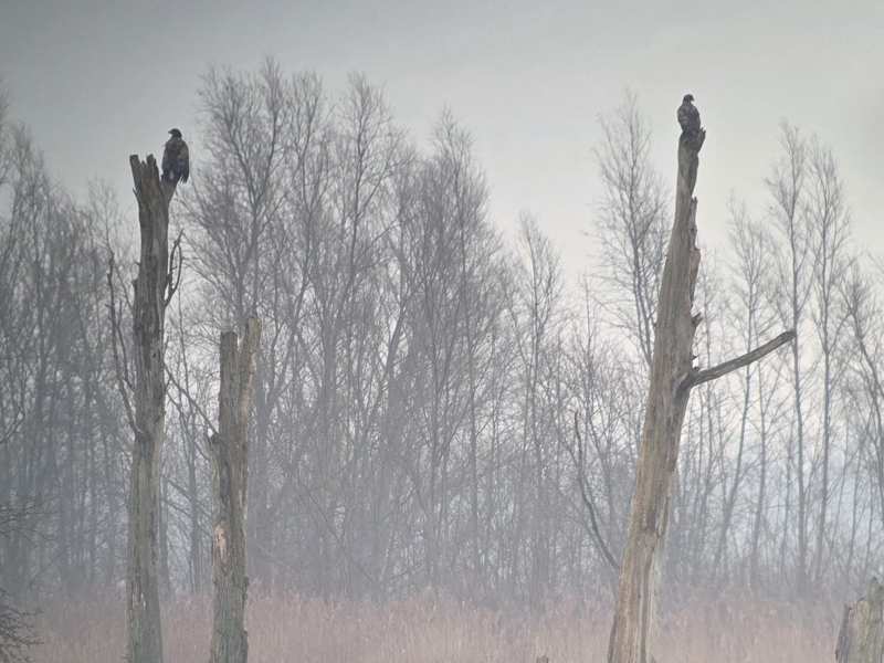 Vogels kijken tijdens een excursie in de Brabantse Biesbosch