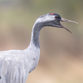Vogelreizen in de mooiste gebieden. Kraanvogels