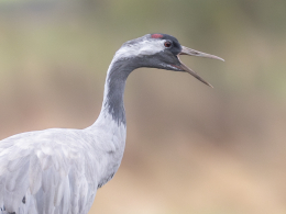 Vogelreizen in de mooiste gebieden. Kraanvogels