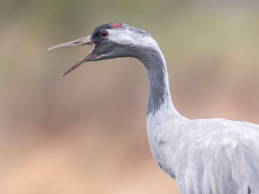 Vogelreizen in de mooiste gebieden. Kraanvogels