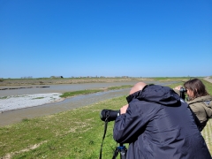 Vogels kijken Texel