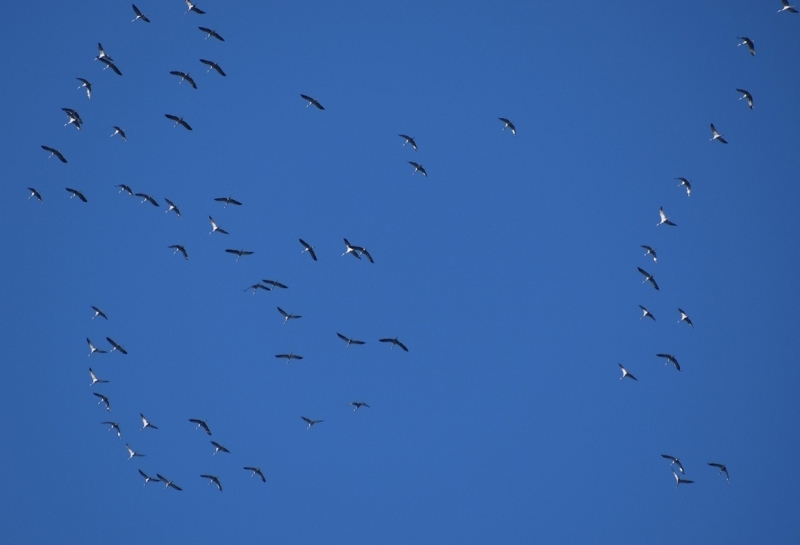 Vogeltrek Kraanvogels