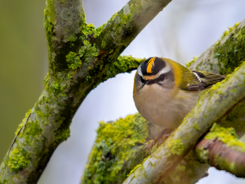 Vuurgoudhaantje Brabantse Biesbosch vogelexcursie Vogelwachter Adriaan