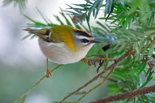 Vuurgoudhaantje Edese Bos herfst op de Veluwe vogels kijken