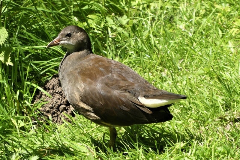Waterhoen juveniel