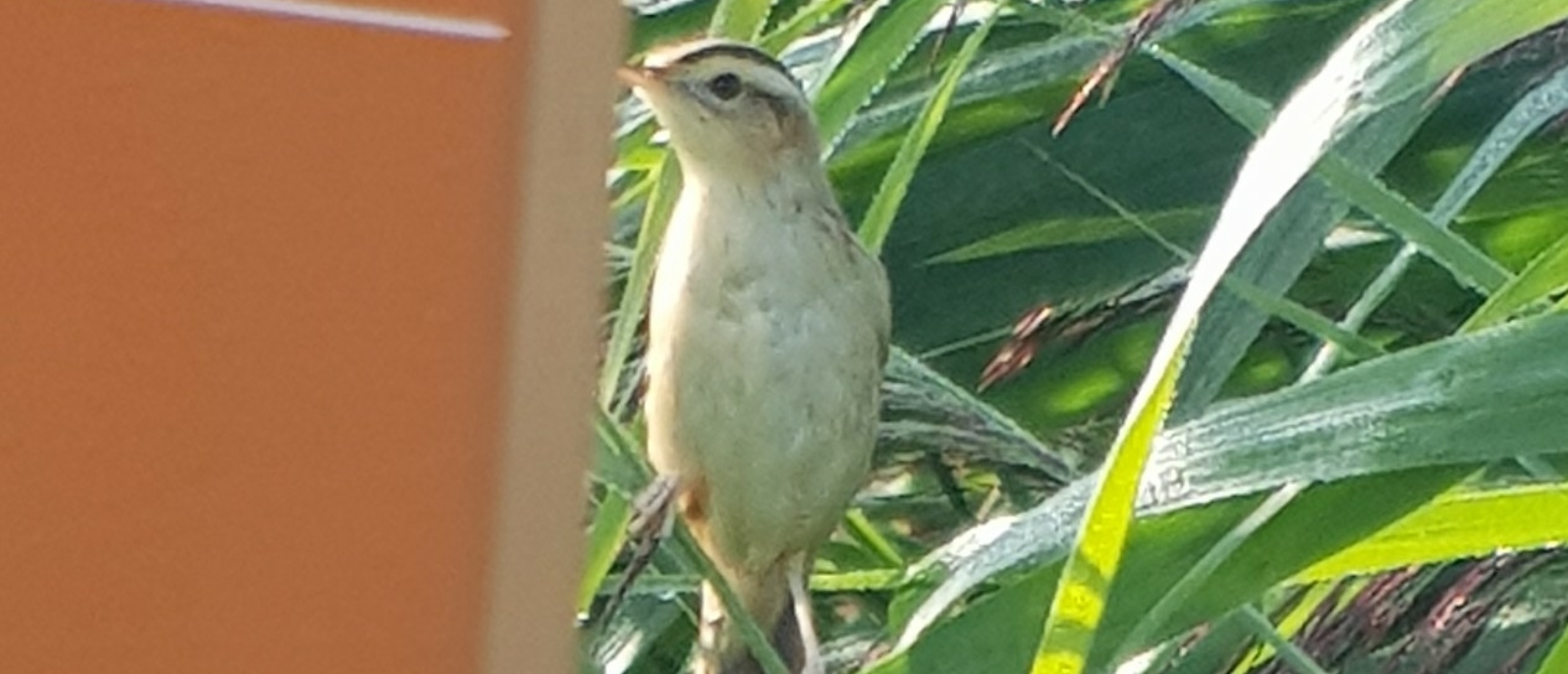 Waterrietzanger Arkemheen vogelexcursie vogels spotten Waterrietzanger Arkemheen vogelexcursie vogels spotten