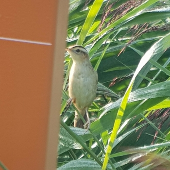 Waterrietzanger Arkemheen vogelexcursie vogels spotten