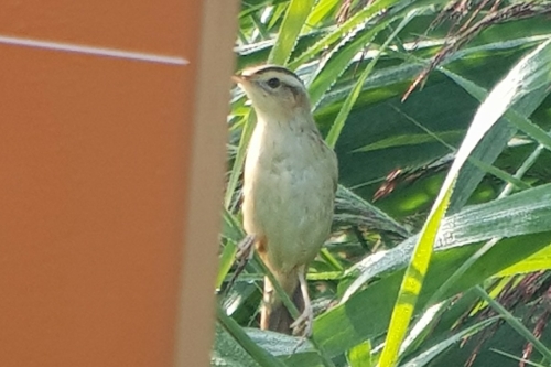 Waterrietzanger Arkemheen vogelexcursie vogels spotten