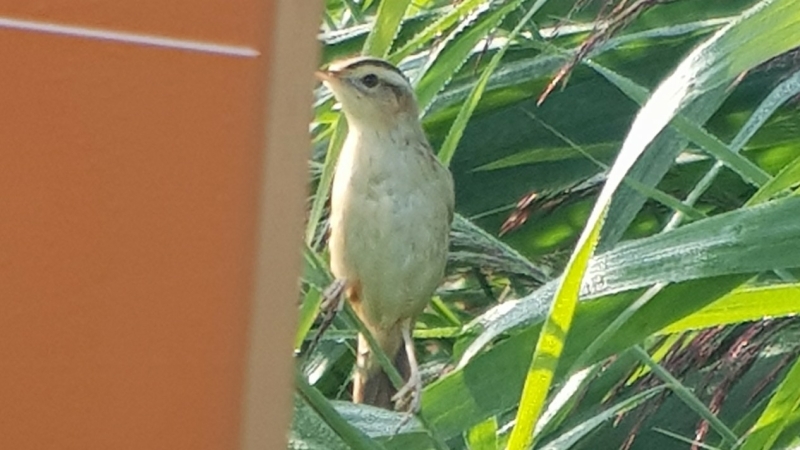 Waterrietzanger Arkemheen vogelexcursie vogels spotten Waterrietzanger Arkemheen vogelexcursie vogels spotten