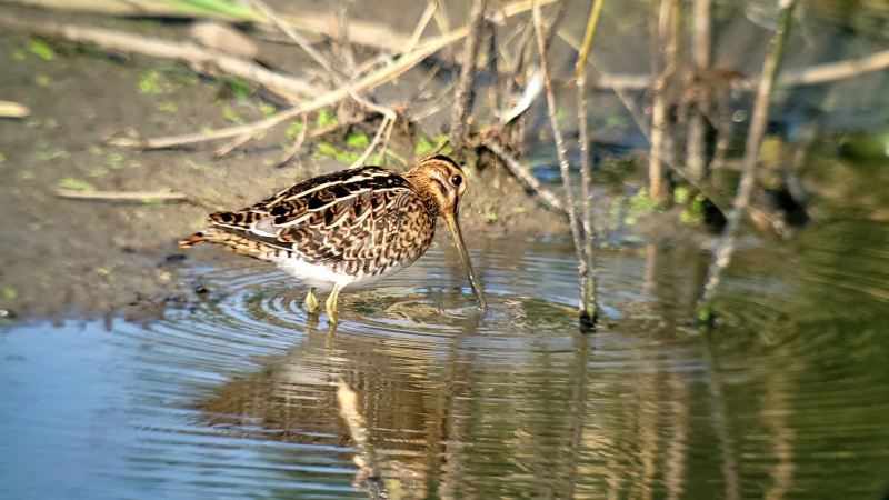 Watersnip Foeragerend aan de waterkant