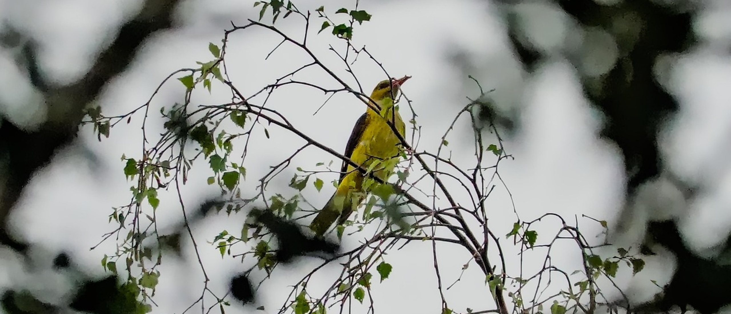 Wielewaal Golden Oriole vogels kijken vogelspotten vogelexcursie Wielewaal Golden Oriole vogels kijken vogelspotten vogelexcursie