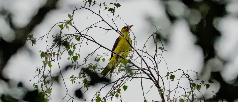 Wielewaal Golden Oriole vogels kijken vogelspotten vogelexcursie