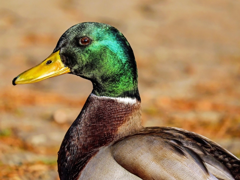 Vogelwijsheid – De Wilde Eend: Laten wat niet kan Vitamine V