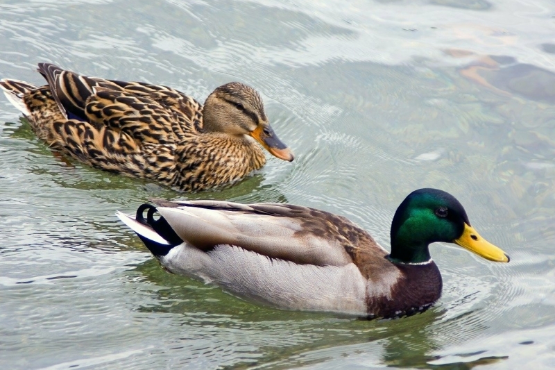 Wilde Eend Vogelspotchallenge