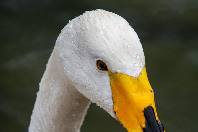 Knobbelzwaan vogel vogels kijken vogelspotten Wilde Zwaan
