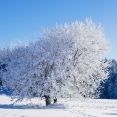 Winter Edese Bos vogelexcursie