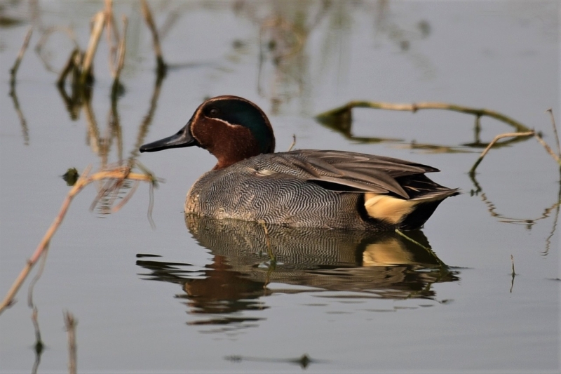 Wintertaling Vogelspotchallenge