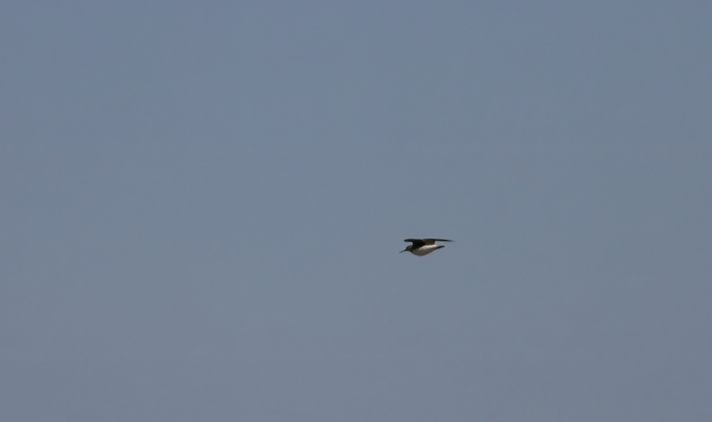 witgat-baatje-img_2314