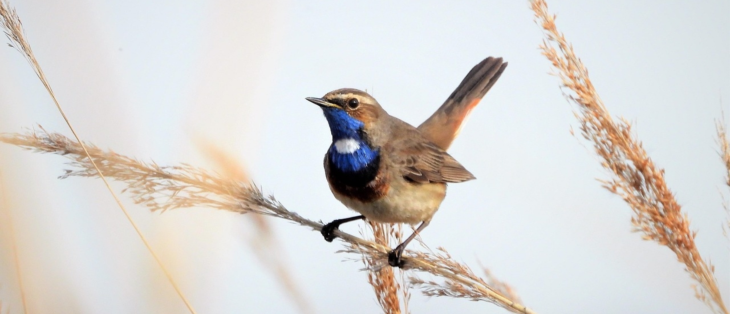 witgesterde Blauwborst tijdens vogelexcursie