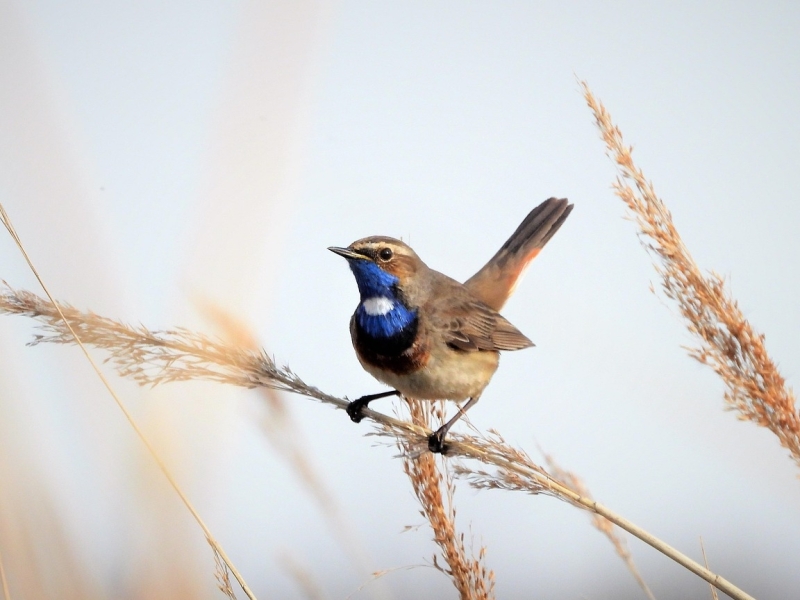 witgesterde Blauwborst tijdens vogelexcursie