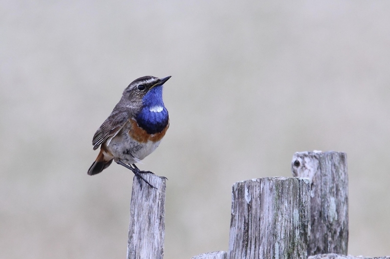 witgesterde Blauwborst tijdens vogelexcursie