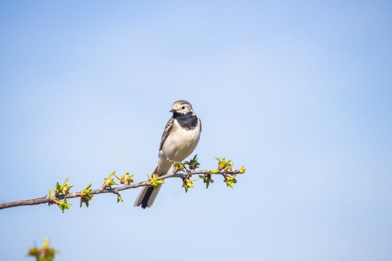 Witte Kwikstaart in de tuin Drenthe vogels kijken