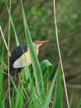 Woudaap cursus vogels herkennen