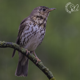 Vogelwijsheid - De Zanglijster: Herhaling die richting geeft Vitamine V