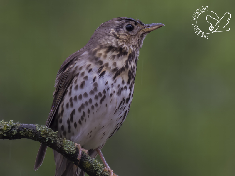 Vogelwijsheid - De Zanglijster: Herhaling die richting geeft Vitamine V