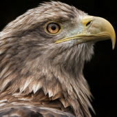 Zeearend vogels kijken in de Oostvaardersplassen vogels spotten
