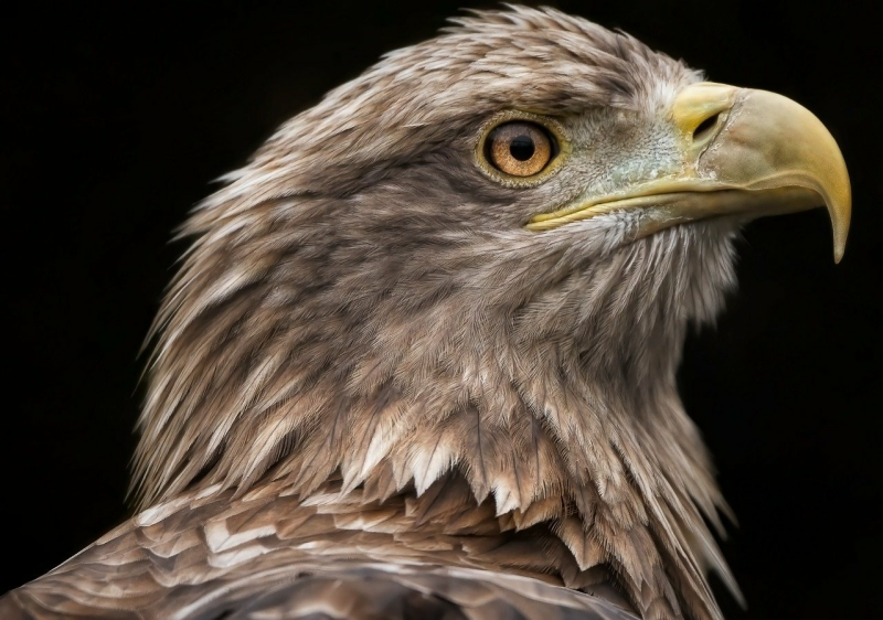 Zeearend vogels kijken in de Oostvaardersplassen vogels spotten