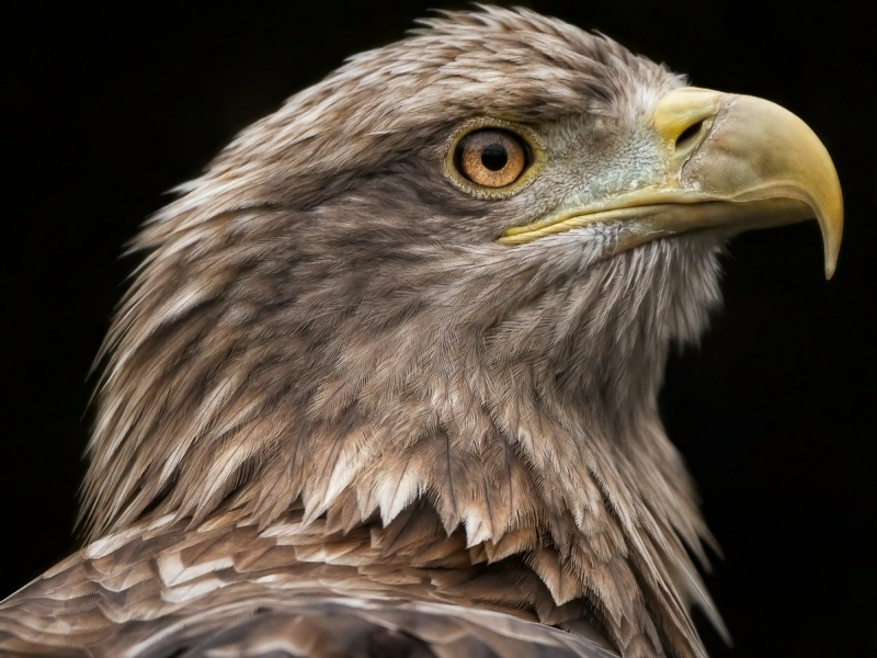 Zeearend vogels kijken in de Oostvaardersplassen vogels spotten