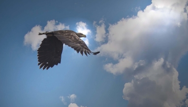 Zeearend Biesbosch excursie vogels spotten