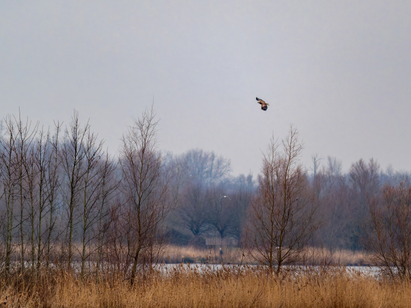Zeearend vogelexcursie Brabantse Biesbosch