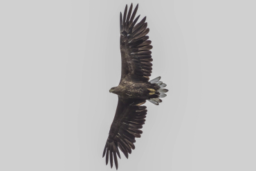 Zeearend Oostvaardersplassen Biesbosch