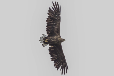 Zeearend Oostvaardersplassen Biesbosch