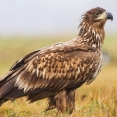 Juveniele Zeearend vogels kijken vogelexcursie Oostvaardersplassen