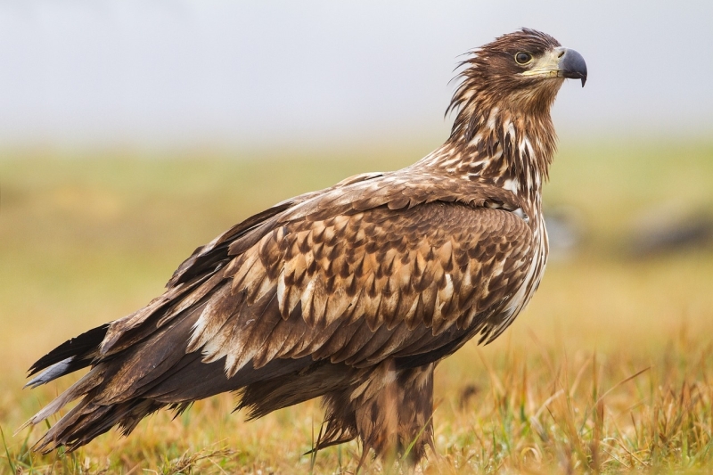 Juveniele Zeearend vogels kijken vogelexcursie Oostvaardersplassen