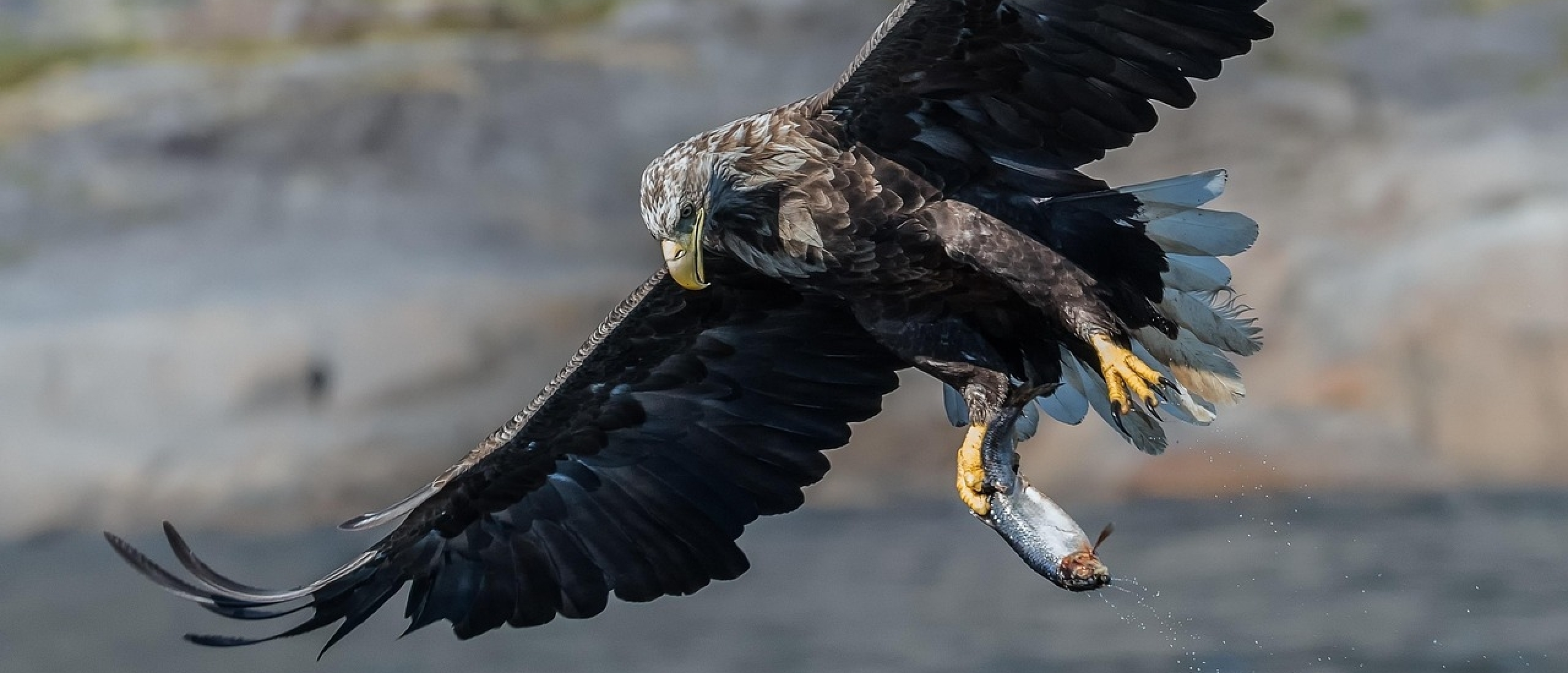Zeearend Oostvaardersplassen excursie vogels kijken vogels spotten Zeearend Oostvaardersplassen excursie vogels kijken vogels spotten