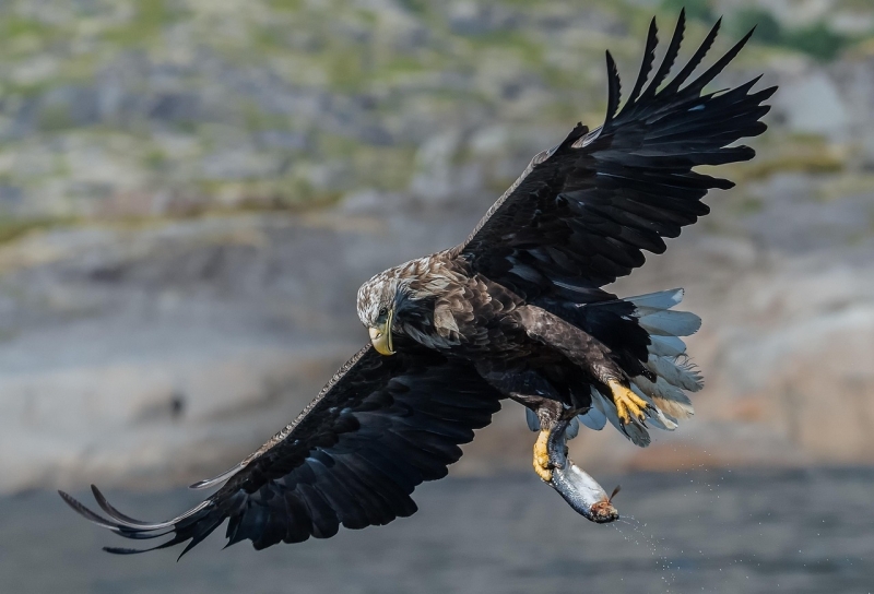 Zeearend Oostvaardersplassen excursie vogels kijken vogels spotten