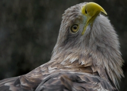 Zeearend Oostvaardersplassen vogelexcursie